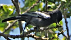 Melaniparus niger niger