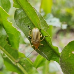 Metaxyonycha granulata