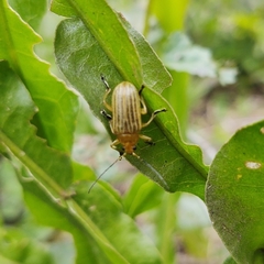 Metaxyonycha granulata