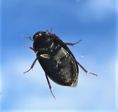 Hydrobius