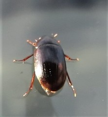 Hydrobius