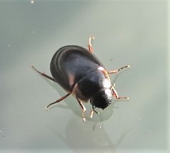 Hydrobius