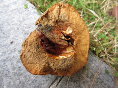 Pseudocydonia sinensis