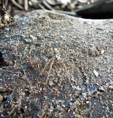 Acanthoctenus