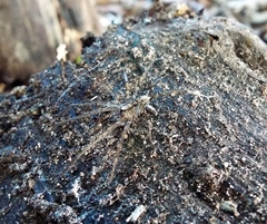Acanthoctenus