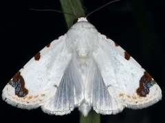 Chasmina pulchra
