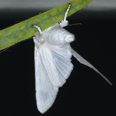 Chasmina pulchra