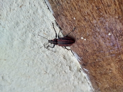 Naupactus rivulosus