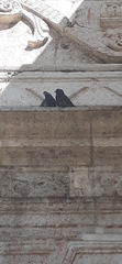 Columba livia