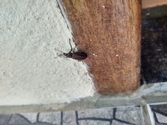 Naupactus rivulosus