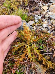 Aciphylla hookeri