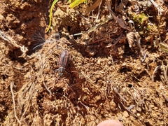 Naupactus rivulosus