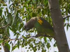 Poicephalus meyeri