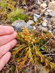 Aciphylla hookeri
