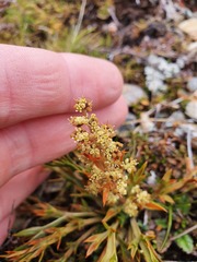 Aciphylla hookeri