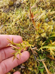 Aciphylla hookeri