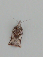 Harmologa amplexana