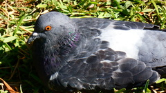 Columba livia domestica