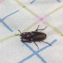 Leptinopterus v-nigrum