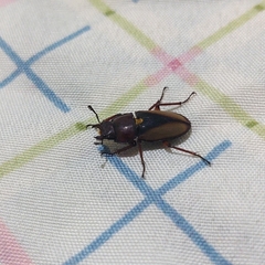 Leptinopterus v-nigrum