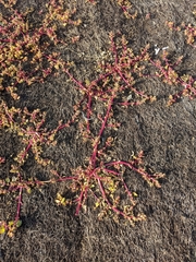 Chenopodium macrospermum