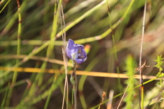 Thelymitra paludosa