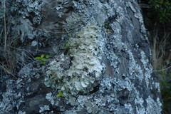 Parmotrema subtinctorium