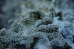 Parmotrema subtinctorium