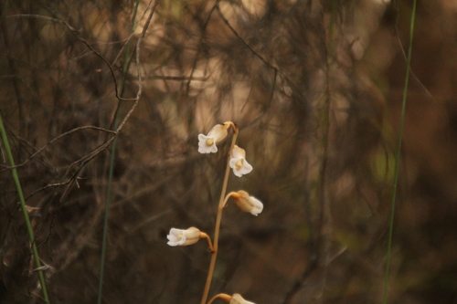Image of Gastrodia lacista by (c) Em Lamond, some rights reserved (CC BY)
