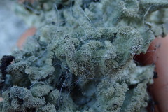 Parmotrema subtinctorium