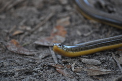 Ophisaurus ventralis image