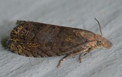 Dichrorampha sedatana