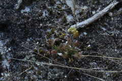 Drosera roseana
