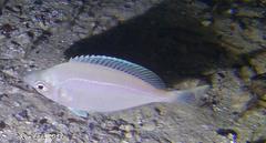 Parequula melbournensis