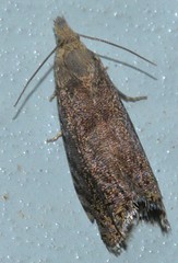 Dichrorampha sedatana