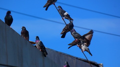 Columba livia domestica
