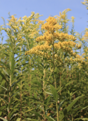 Solidago