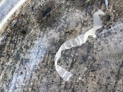 Cestoda