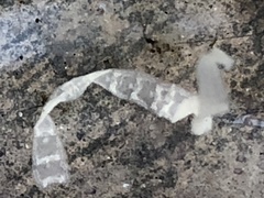 Cestoda