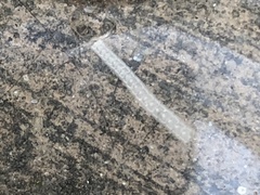 Cestoda