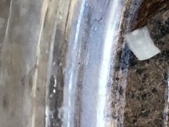 Cestoda