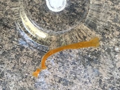 Cestoda