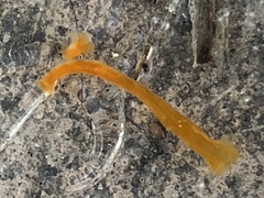 Cestoda