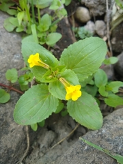 Erythranthe glabrata