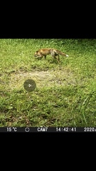 Vulpes vulpes japonica