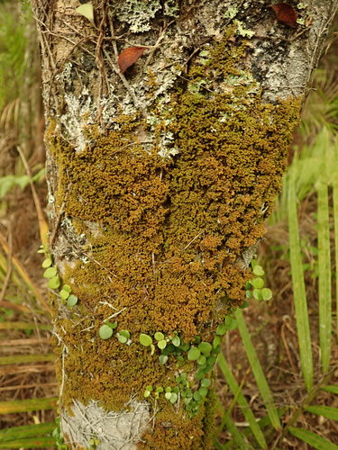 Macromitrium prorepens observed 2020-05-02