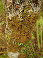 Macromitrium prorepens
