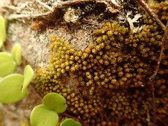 Macromitrium prorepens