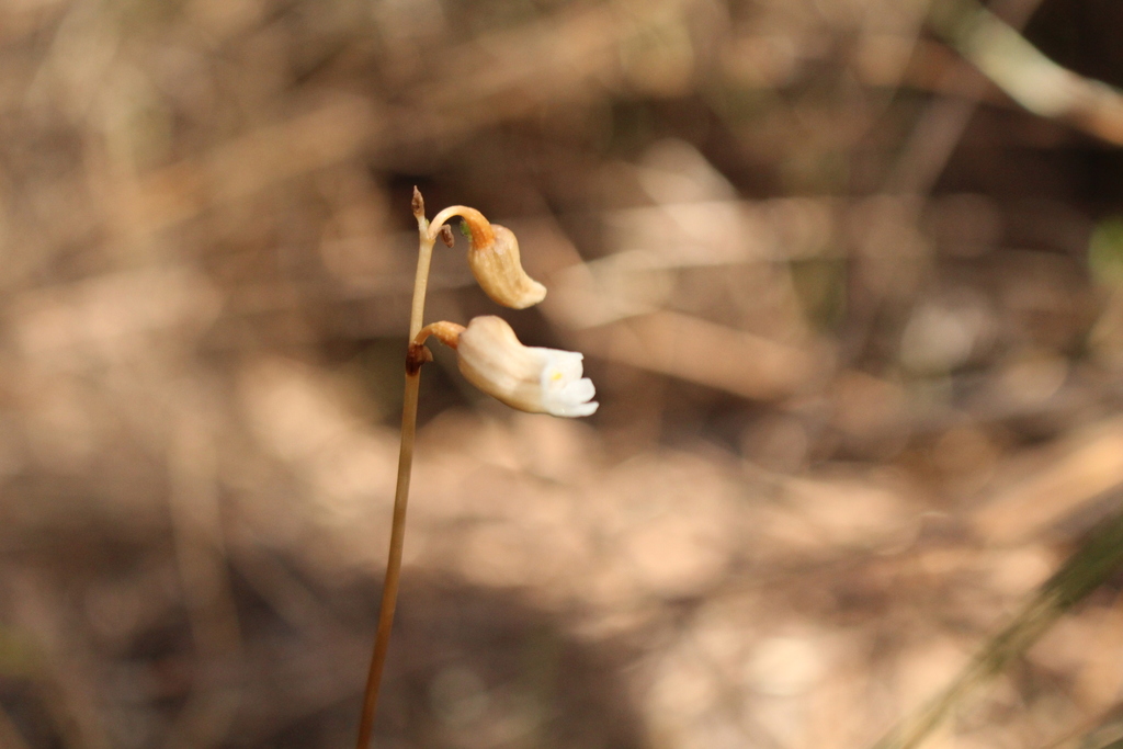 Gastrodia lacista