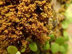 Macromitrium prorepens